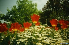 Lomography : Tulips