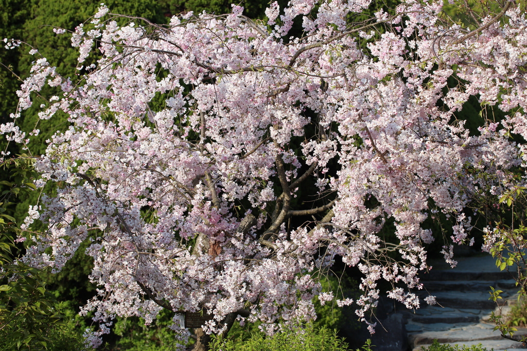 しだれ桜