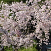しだれ桜