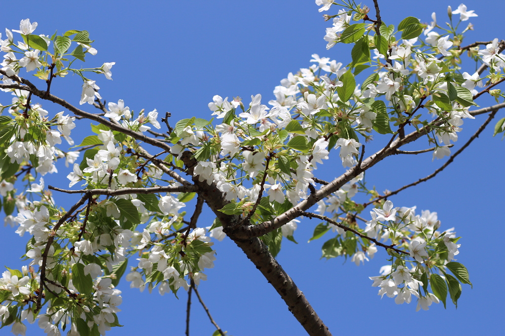 桜スティック