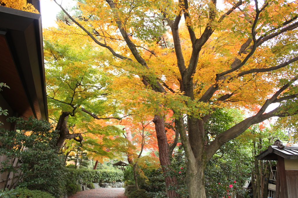 白川院