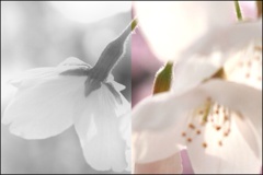 モノクロとカラー  桜のうなじ