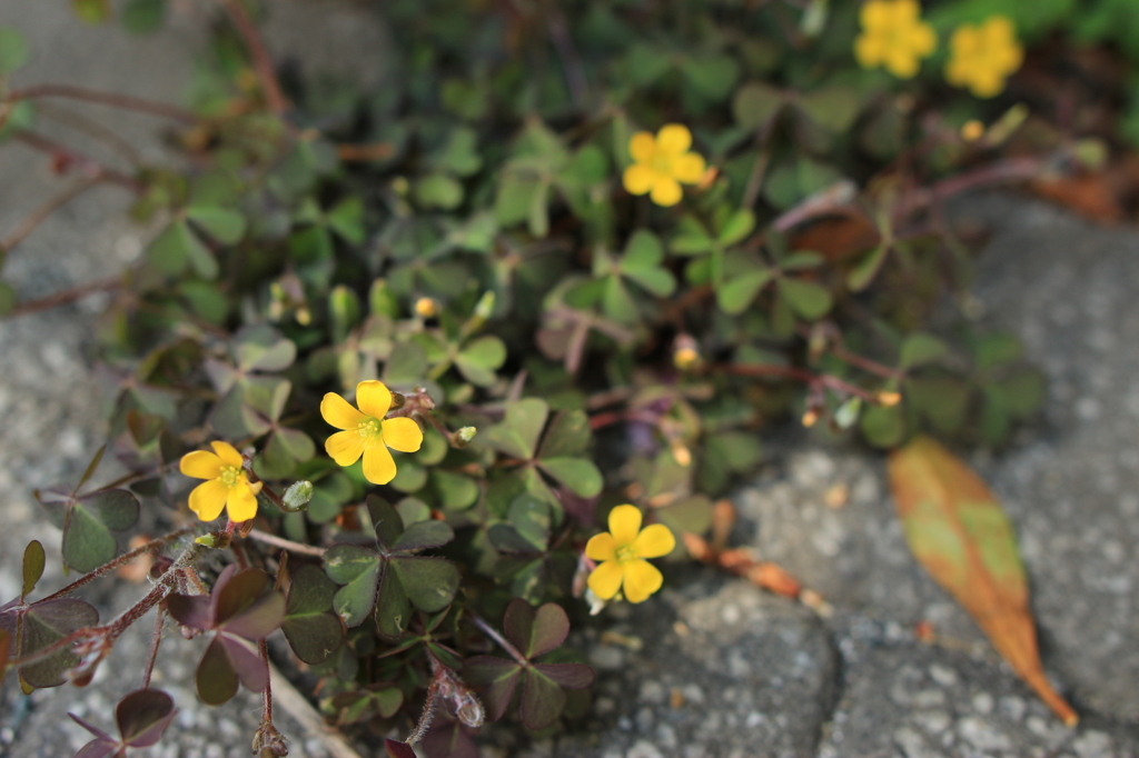 木漏れ日に生きる花