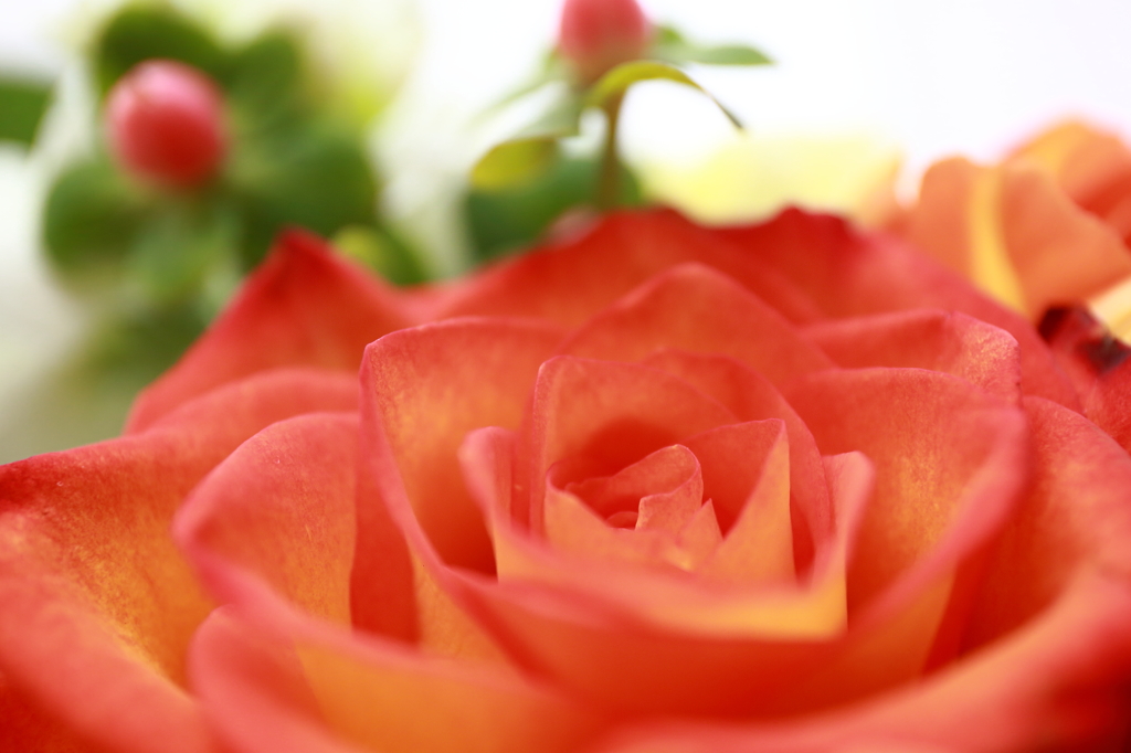 大人っぽい彩　〜ROSE〜