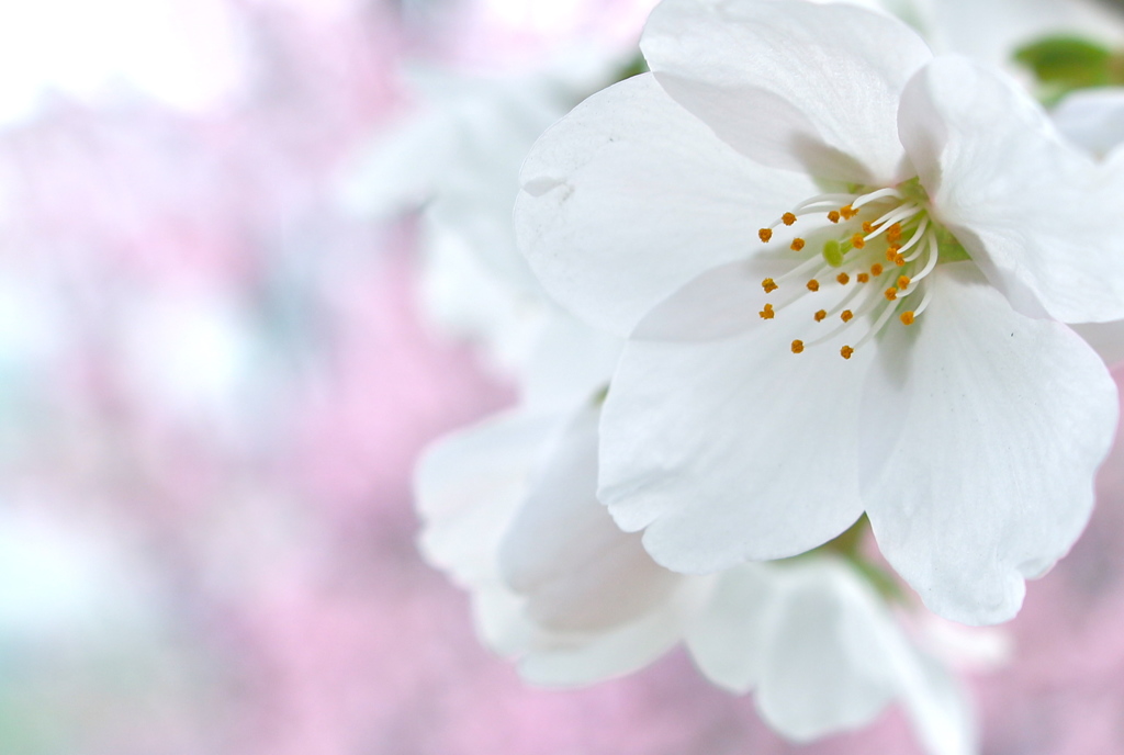 桜・透かした光り