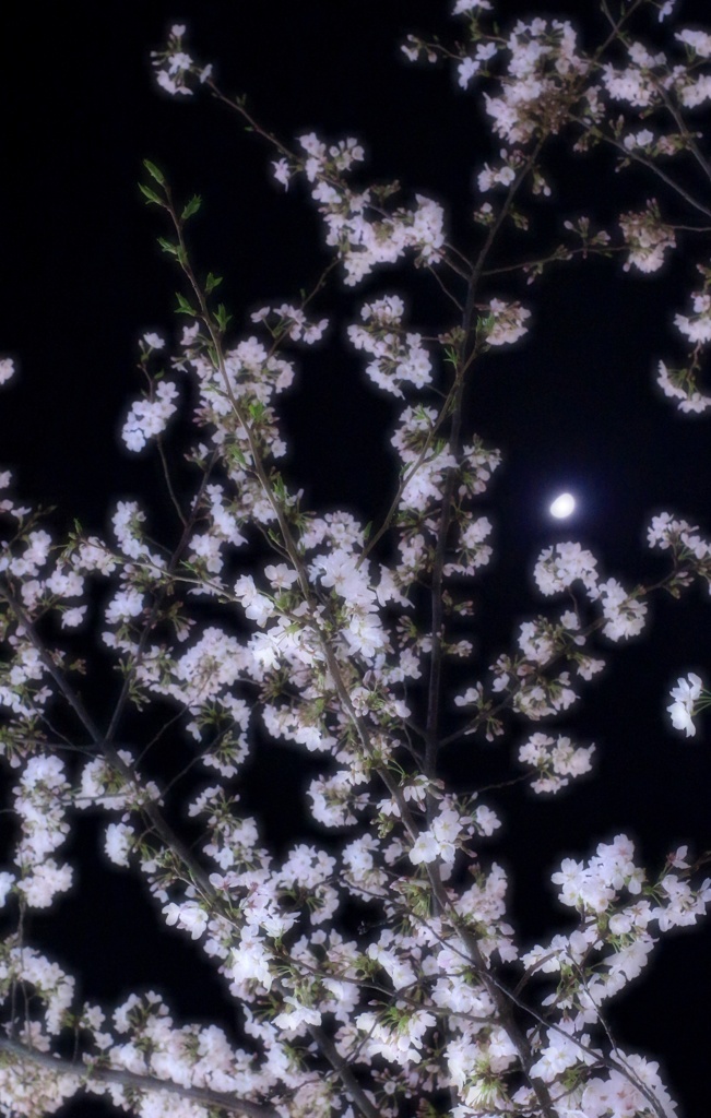 月夜の櫻