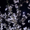 月夜の櫻