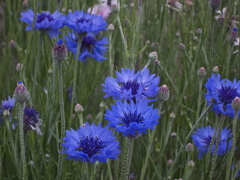 朝の青い空気、青い花の競演