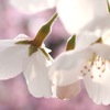 春・燃ゆるうぶ毛
