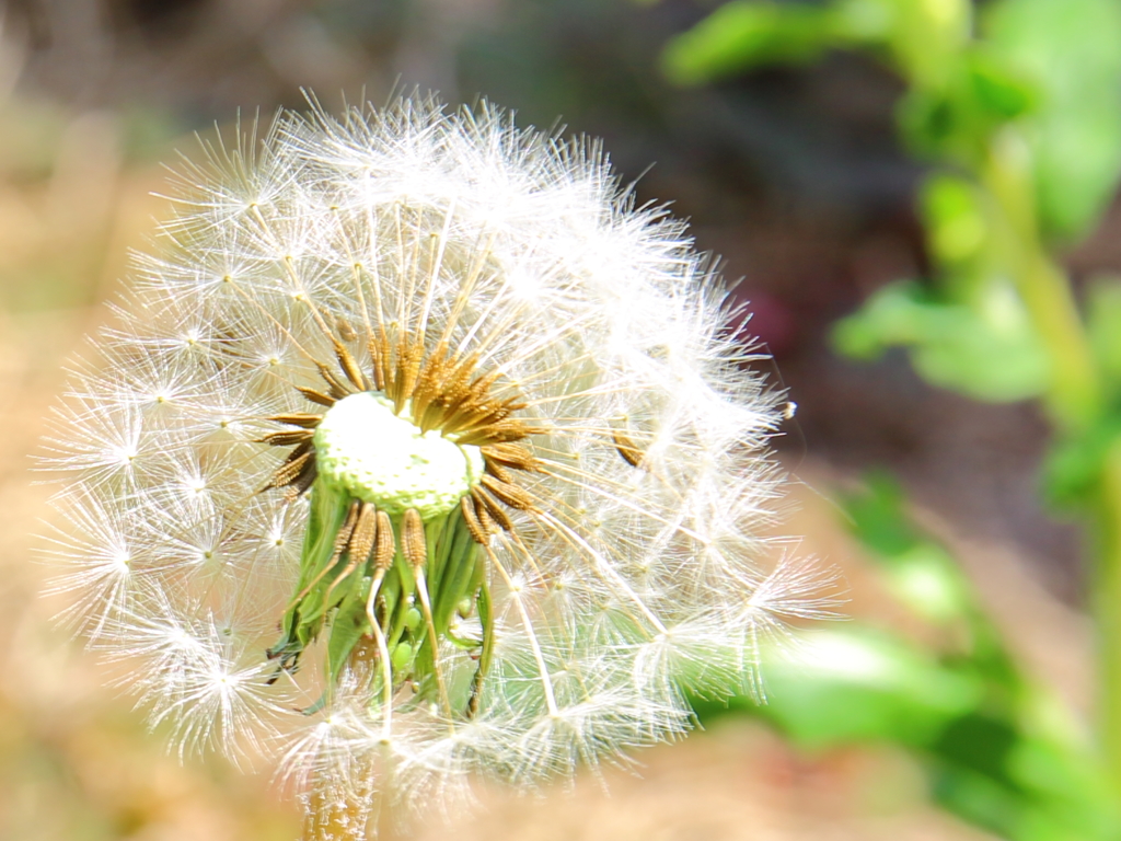 春陽の花火