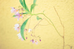 満ち溢れる月の光り～瑠璃柳 (るりやなぎ)～