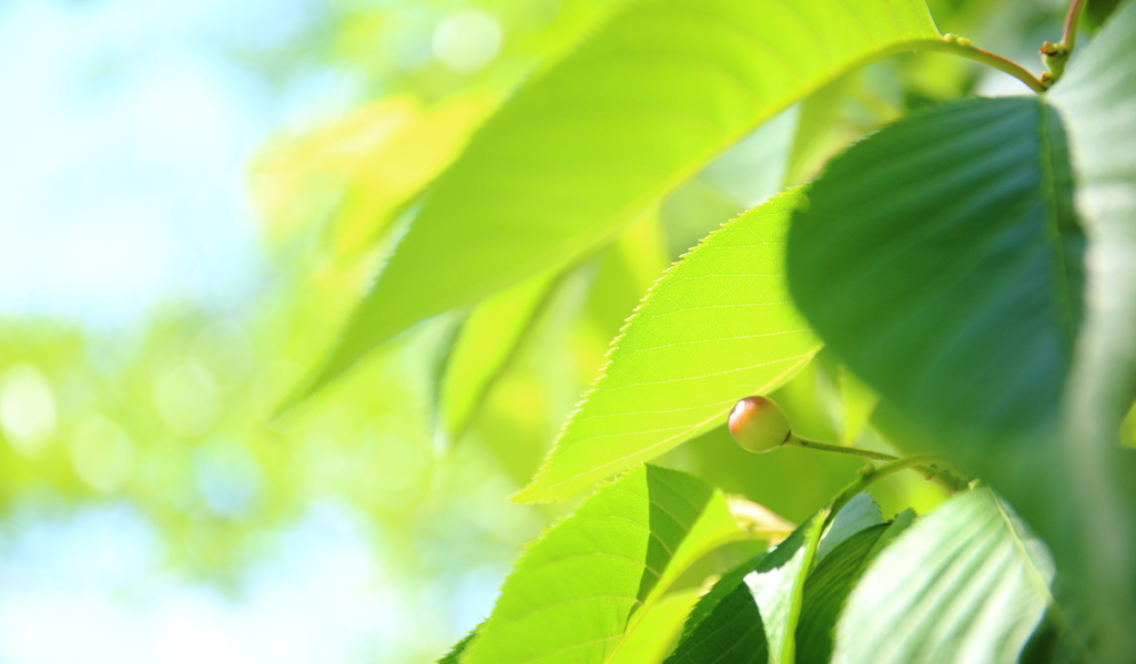 桜の木でみつけた