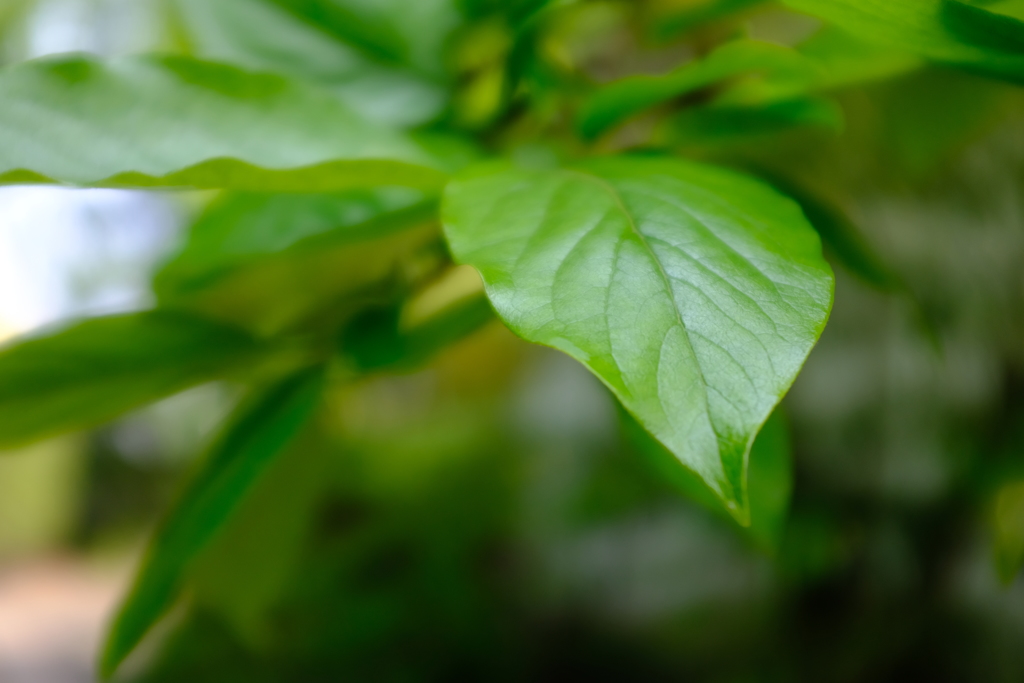 庭の草
