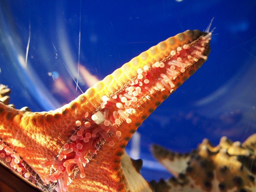 京都水族館のヒトデ