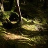 苔と根