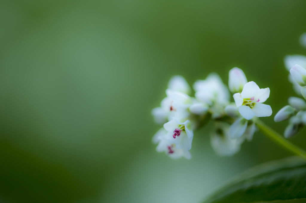蕎麦の花