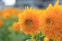 元気よく育ってます