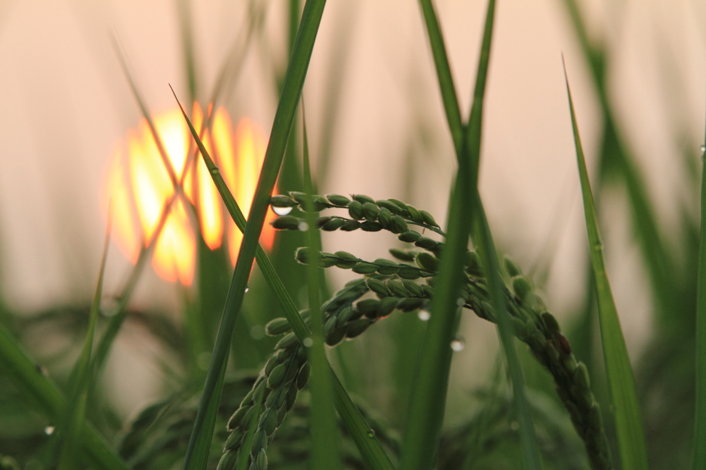 昇る太陽と稲穂