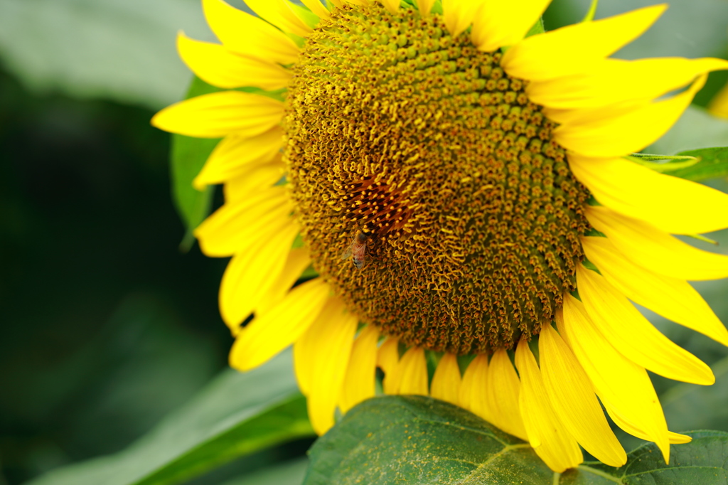 野木町ひまわり2