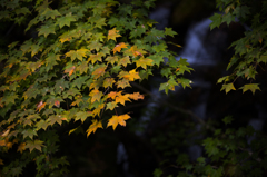 紅葉が始まりました　