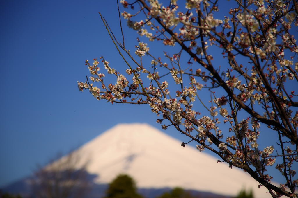梅と富士山