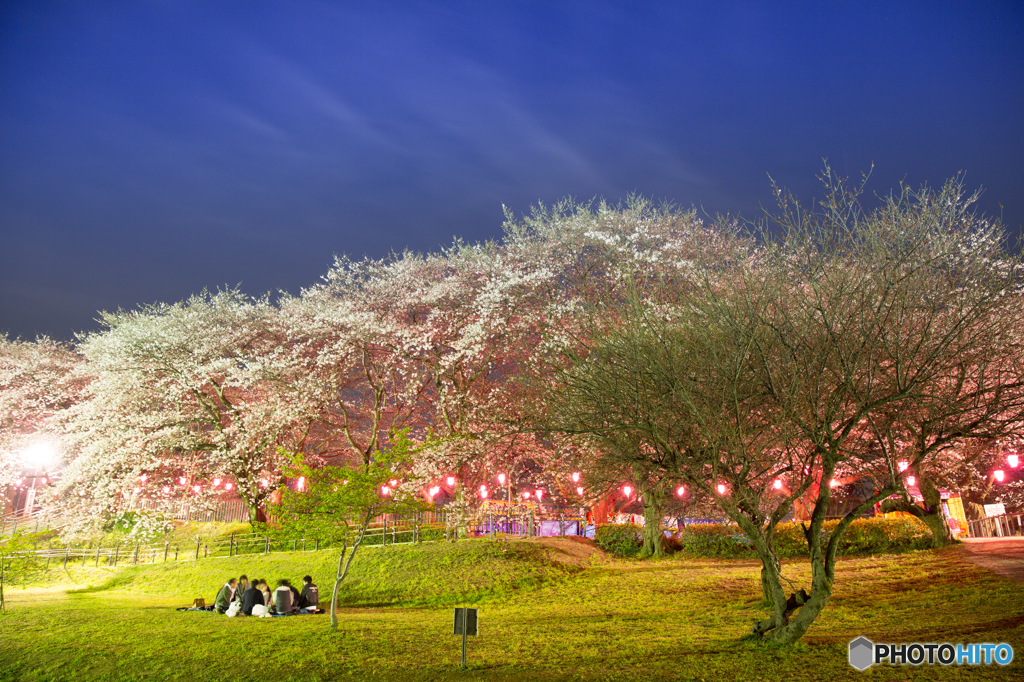埼玉県幸手　権現堂桜です
