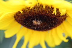 野木町のひまわり
