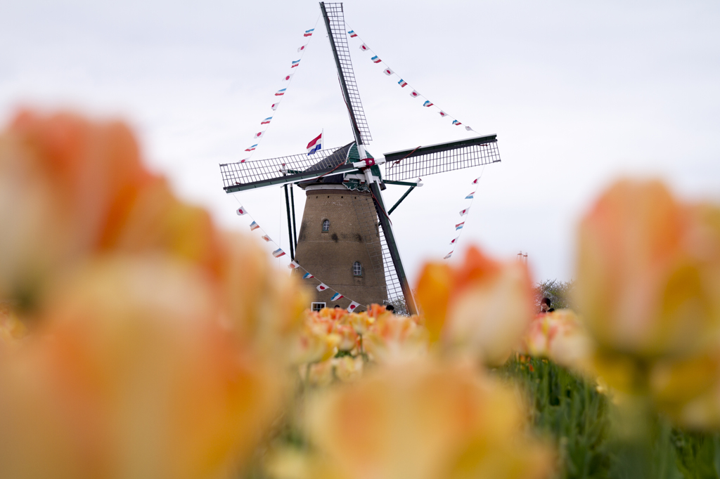 佐倉チューリップ１２