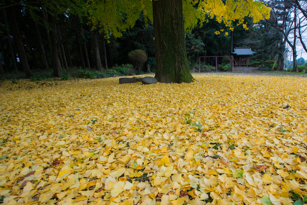 近所の寺