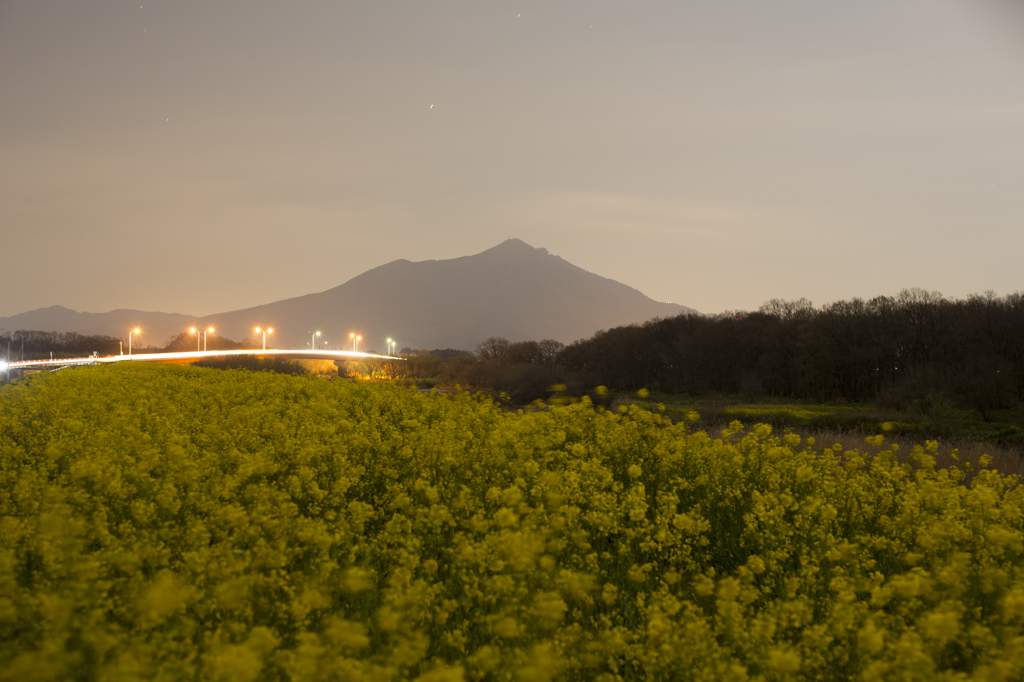 筑波山と菜の花