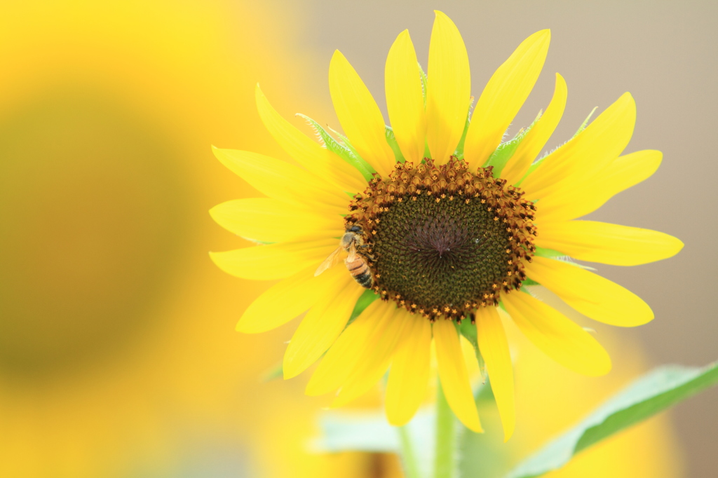ひまわりと蜂