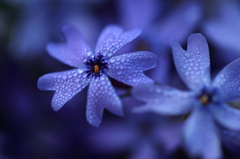 芝桜