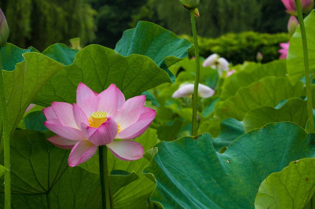 古河総合公園①