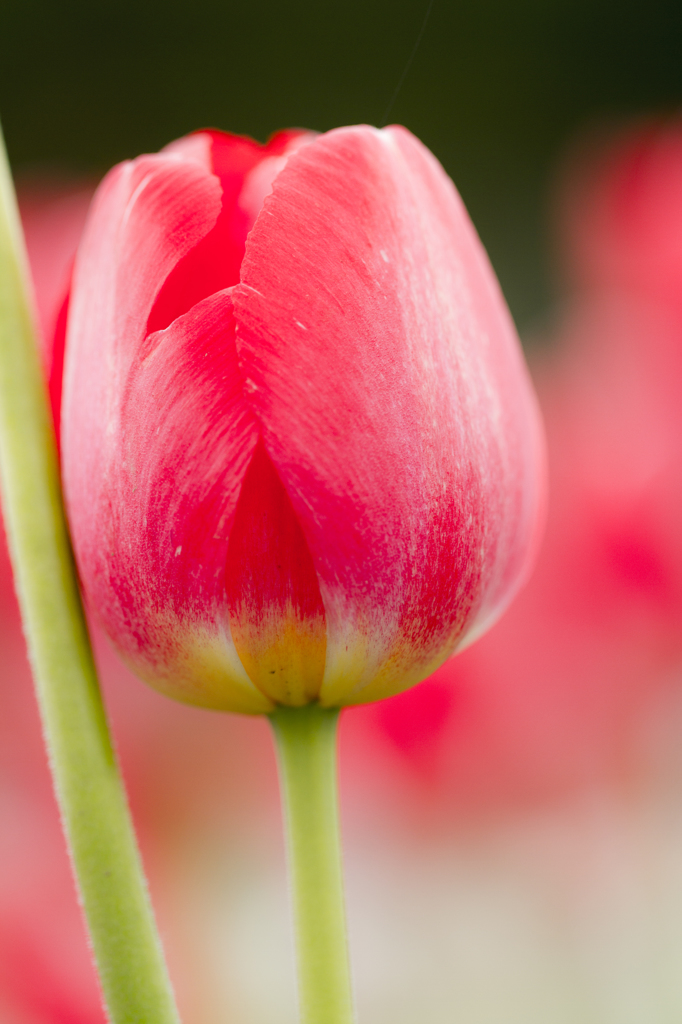 佐倉チューリップ１０