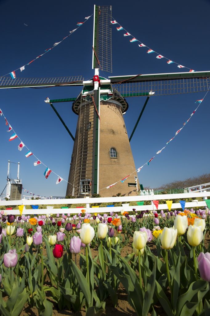 佐倉チューリップ９