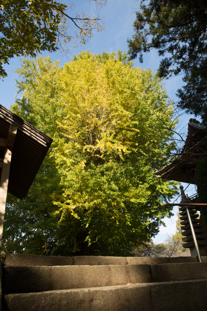 西蓮寺１