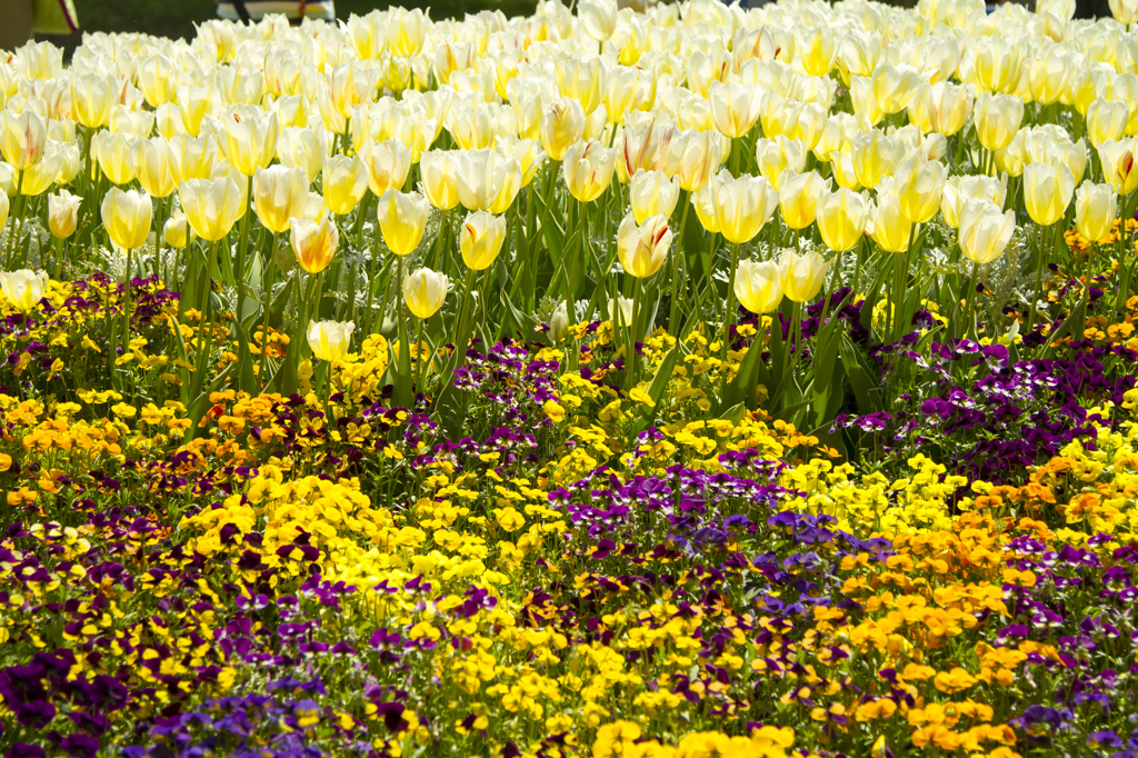 初めてのひたち海浜公園２