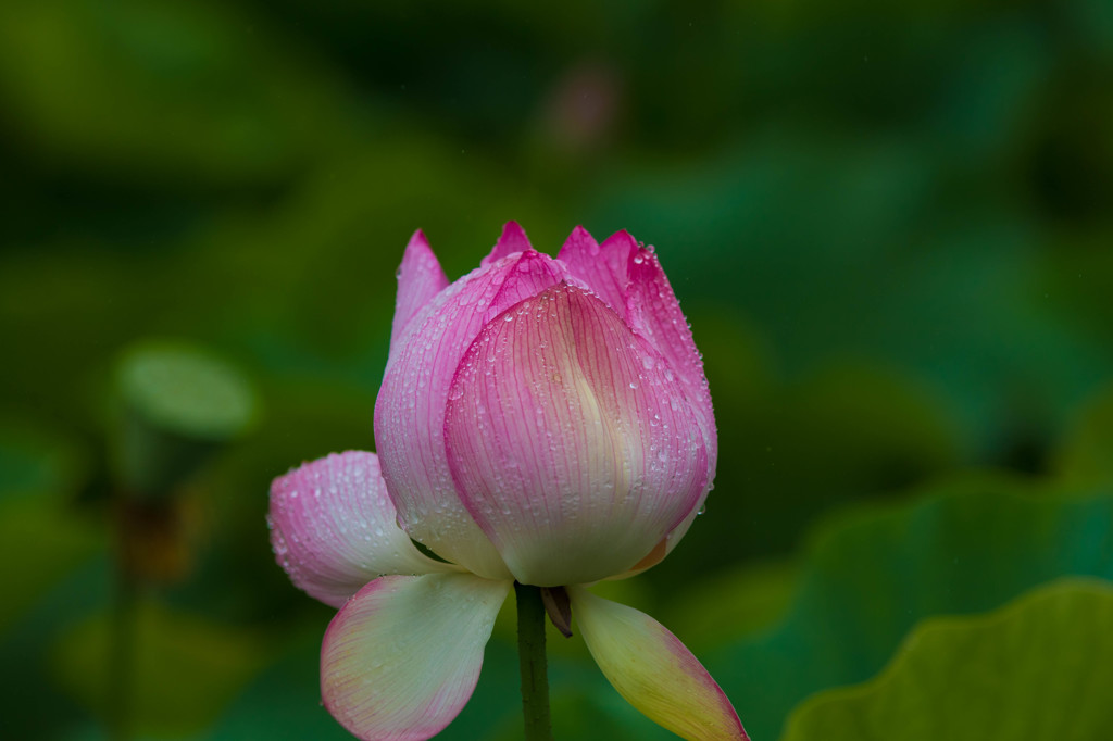 古河総合公園②