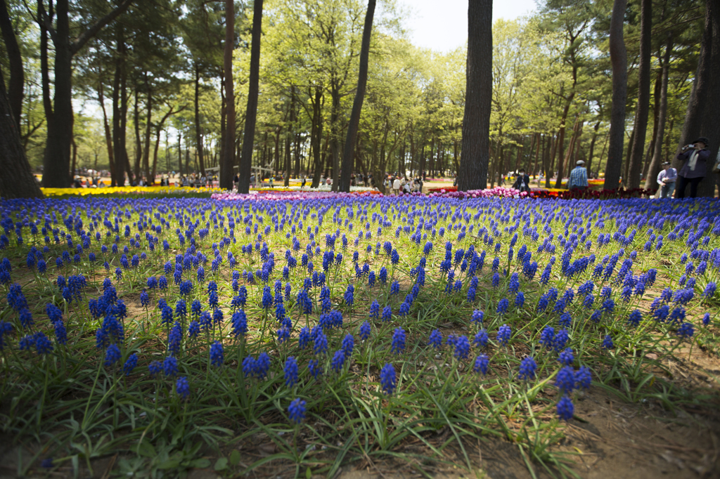 初めてのひたち海浜公園１