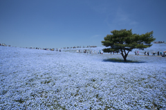 初めてのひたち海浜公園４