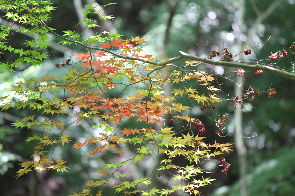 神戸市立森林植物園