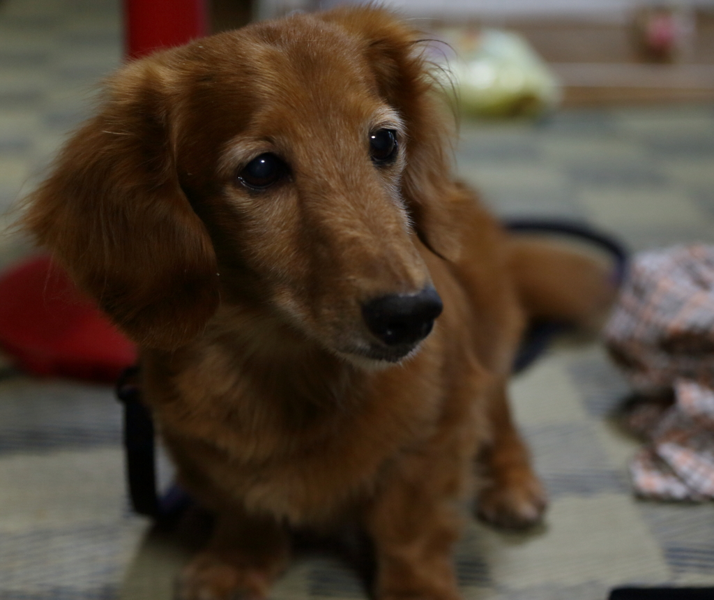うちのレオ君