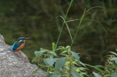 初カワセミさん