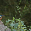 初カワセミさん