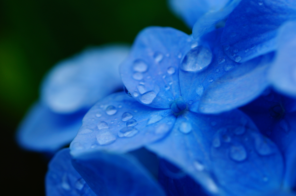 紫陽花の時