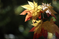 autumn color***