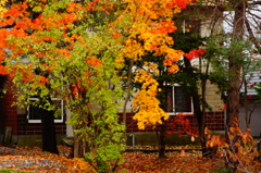 colorful garden