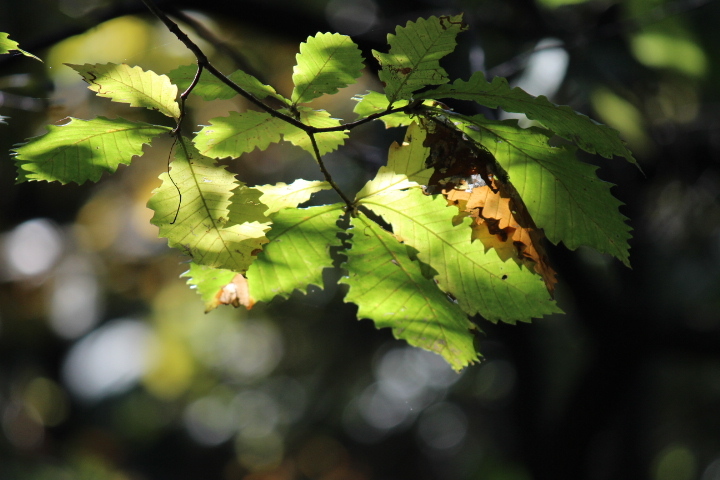 autumn color*