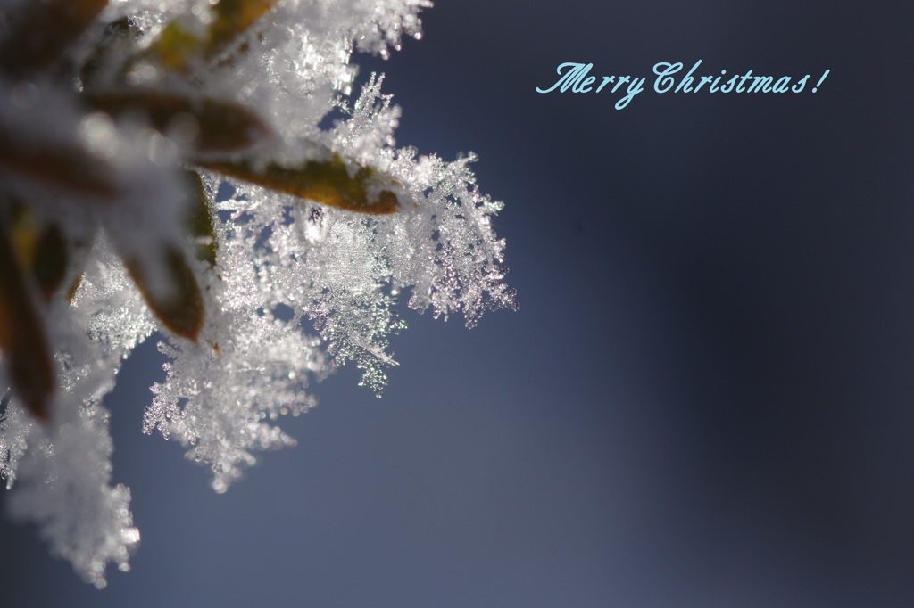 merry Christmas