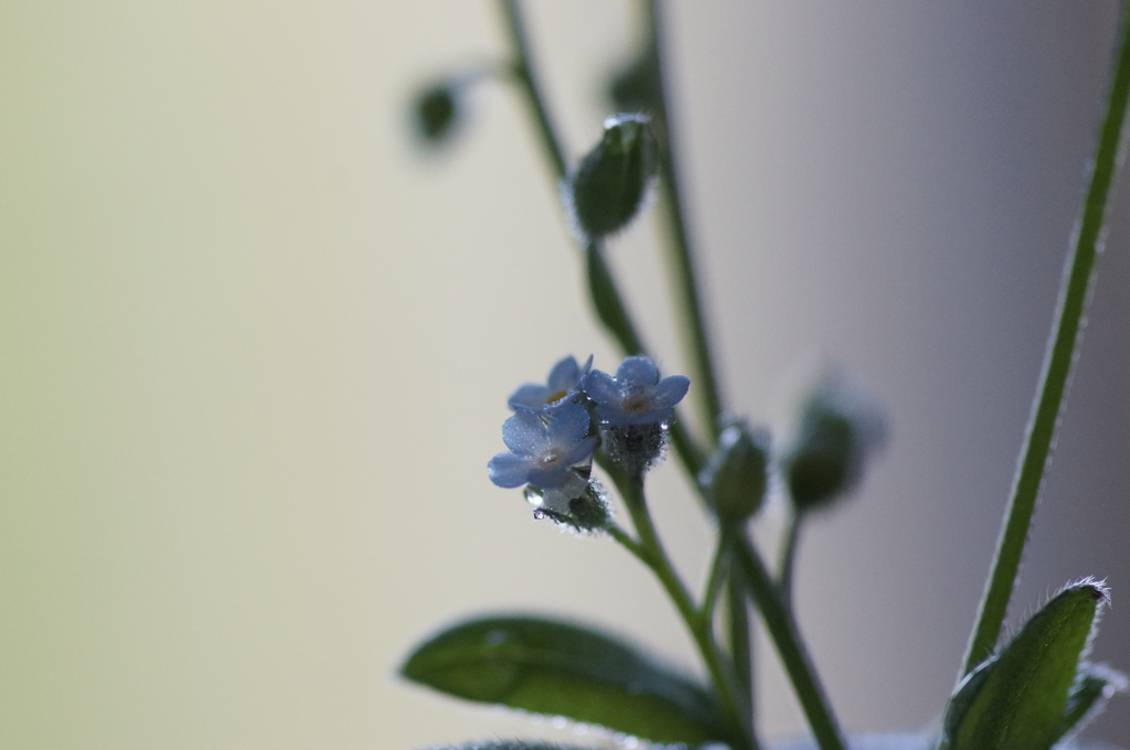 forget-me-not